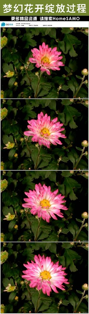 花朵快速生长绽放全过程动画背景视频...