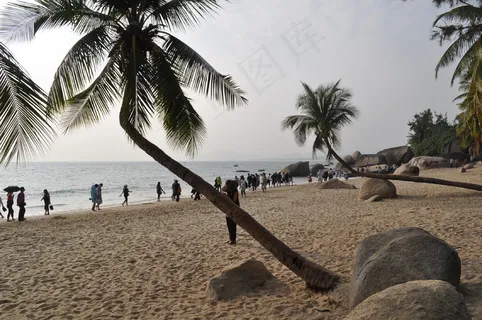 椰树海滩图片