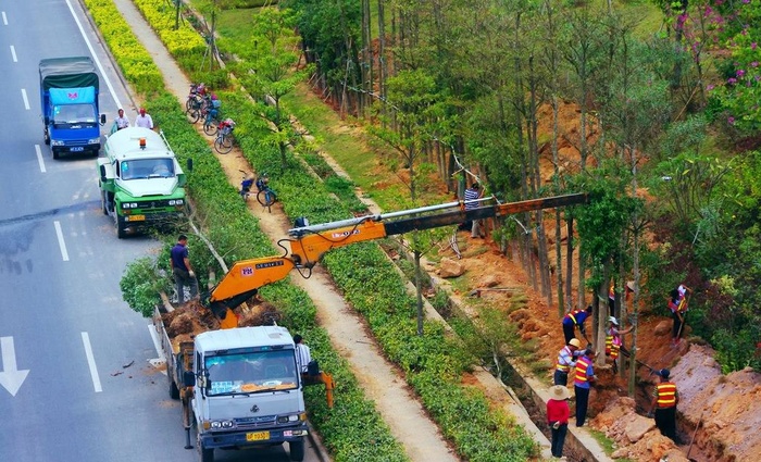 交通建设 道路绿化