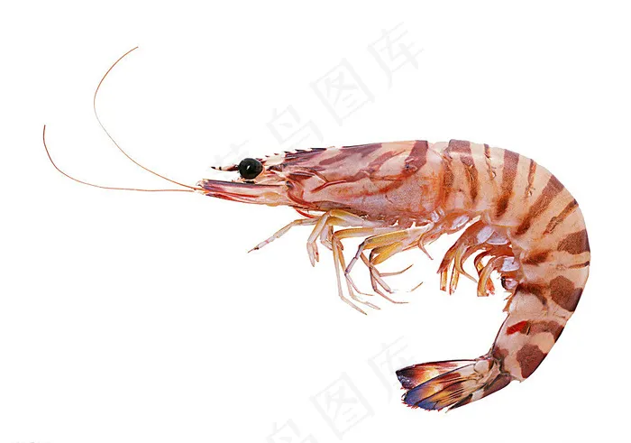 海鲜 虾图片psd模版下载