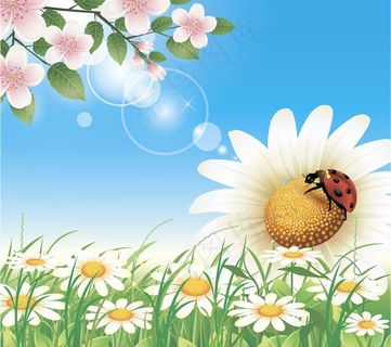 夏天花卉花朵背景图片