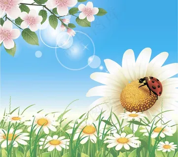 夏天花卉花朵背景图片