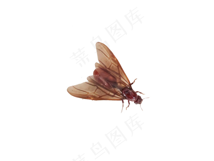 飞蚂蚁