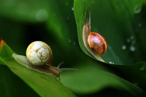 在自然环境中的蜗牛 在自然环境中的蜗牛
