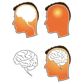人类的大脑矢量