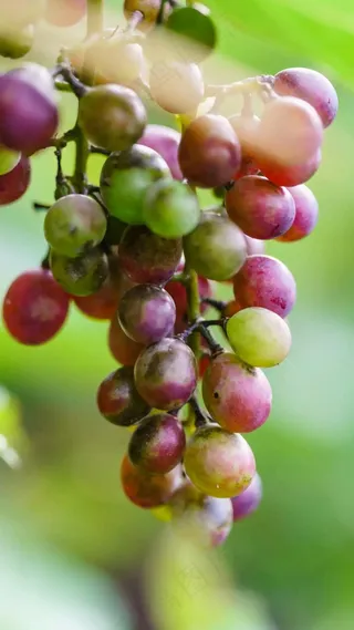 葡萄串高清摄影图片