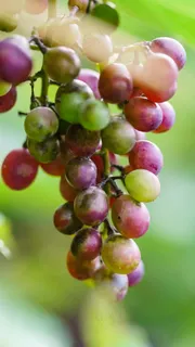 葡萄串高清摄影图片 葡萄串高清摄影图片