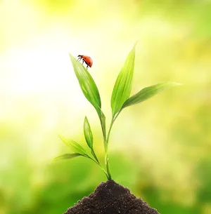 植物与瓢虫图片素材-2