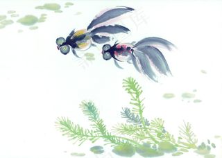金鱼绘画