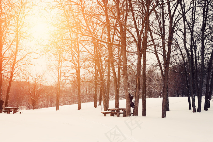 树林雪景摄影