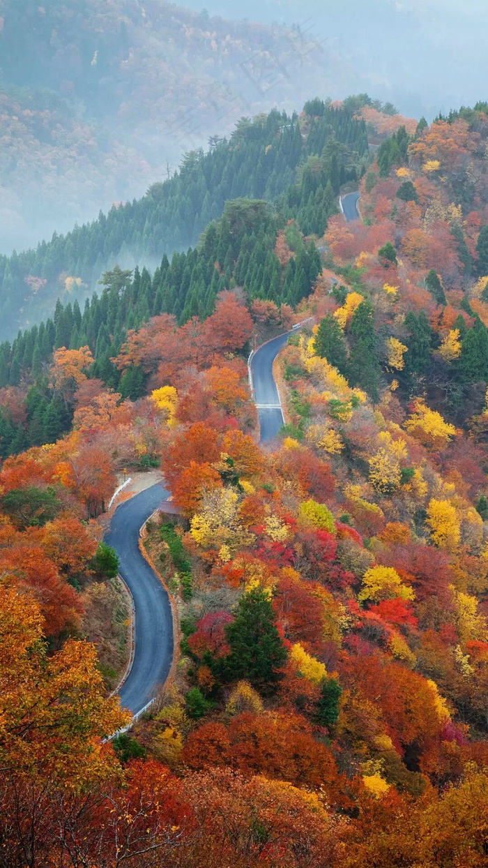 树林中的公路高清摄影图片