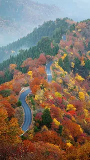 树林中的公路高清摄影图片 树林中的公路高清摄影图片