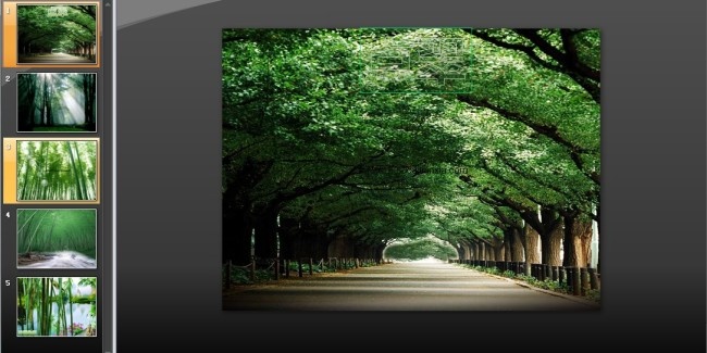 绿意葱葱竹林风光PPT模板