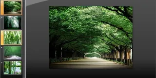 绿意葱葱竹林风光PPT模板