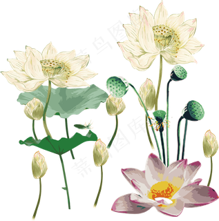 荷花莲花中国风矢量装饰图,免抠元素
