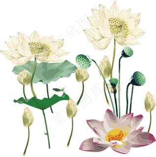 荷花莲花中国风矢量装饰图,免抠元素