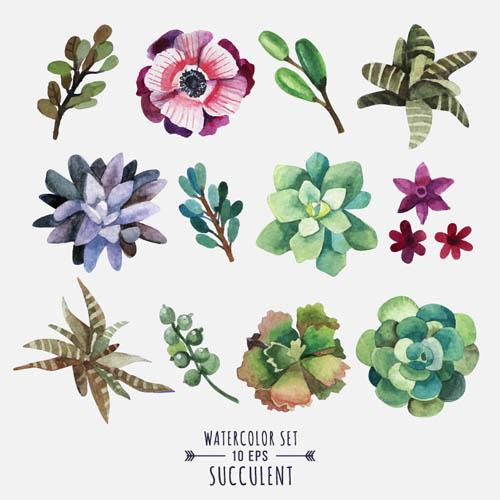 可爱的多肉植物