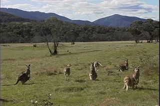 袋鼠科山澳大利亚证券的录像 视频免...