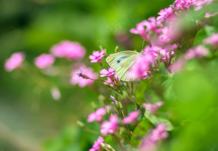 蝶恋花图片