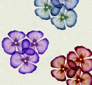 花朵相框画册图片