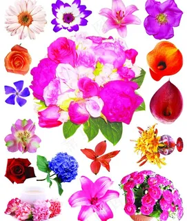 鲜花图片 鲜花图片