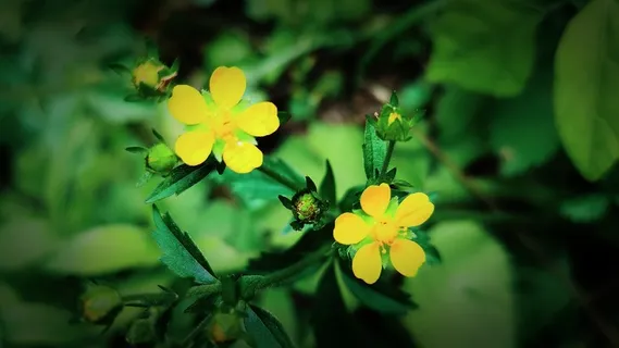 黄色摄影花朵图片 黄色摄影花朵图片