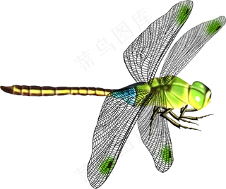 免抠png图片ps素材蜻蜓