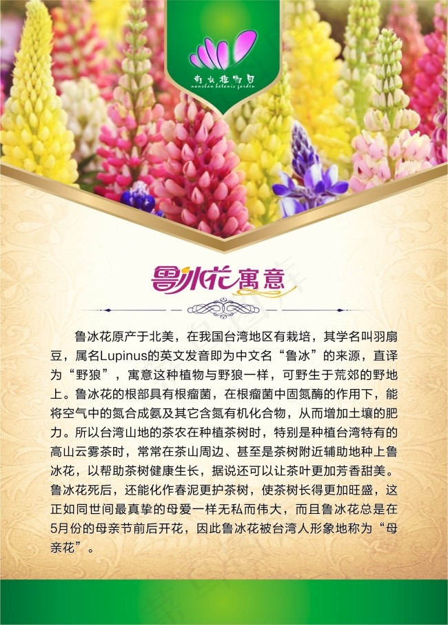 植物园鲁冰花植物展板底色cdr矢量模版下载