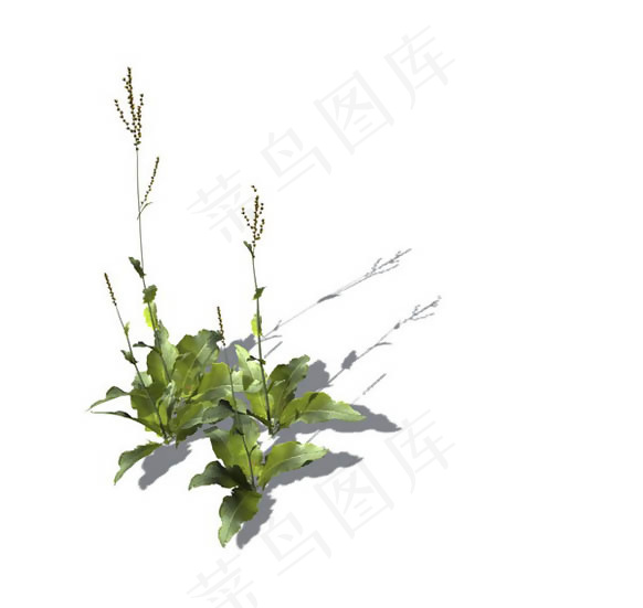 小型花卉植物3D模型免费下载，带材...