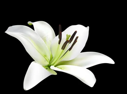 百合花矢量素材 百合花矢量素材