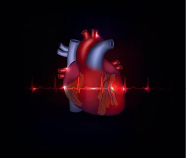 人体心脏器官设计矢量素材 人体心脏器官设计矢量素材