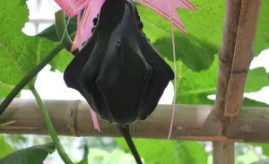 观赏南瓜图片