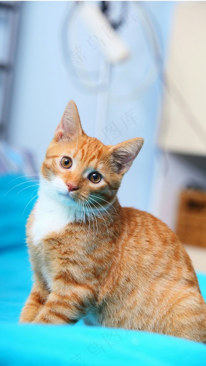 凝视着的可爱猫咪高清摄影图片