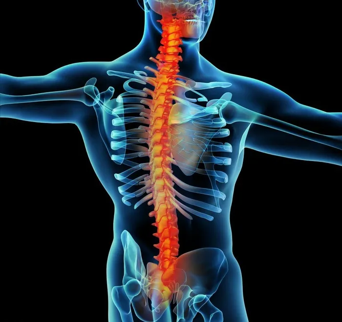 脊椎肌肉骨骼结构图片