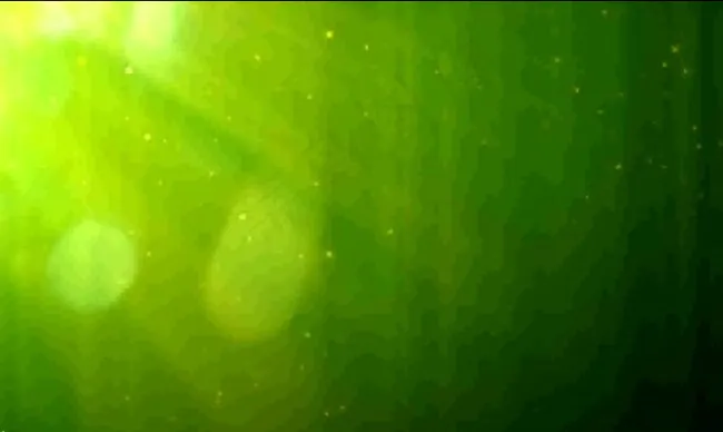 自然绿色的粒子光斑背景循环视频素材