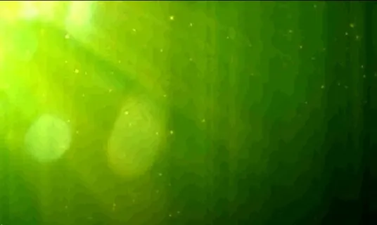 自然绿色的粒子光斑背景循环视频素材