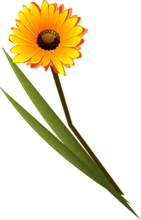 非洲菊的剪辑艺术