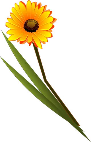 非洲菊的剪辑艺术