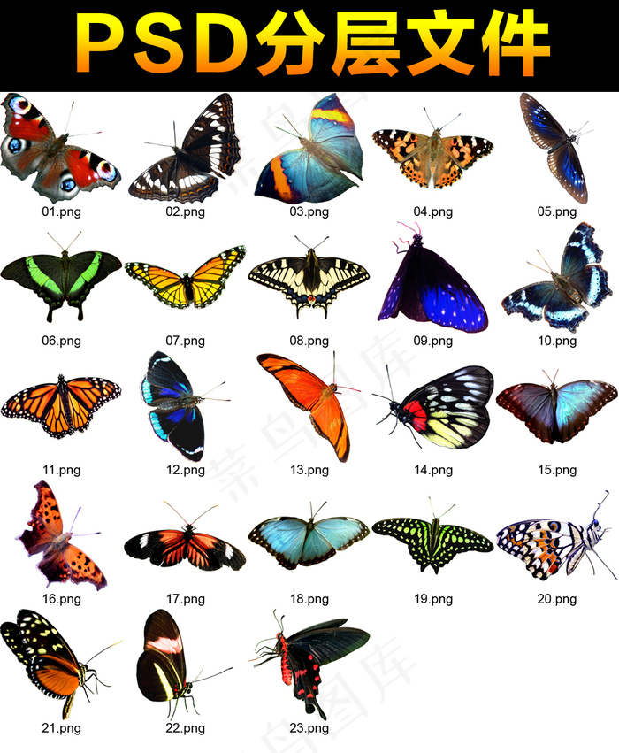 各种蝴蝶素材分层免扣大图