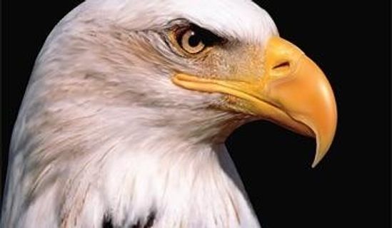 AI绘制逼真的鹰矢量素材