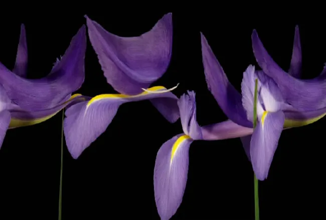 紫色的花视频素材