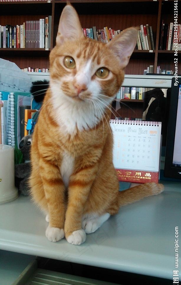 一只猫图片