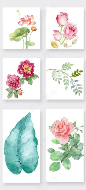 水彩玫瑰花荷叶PNG透明素材