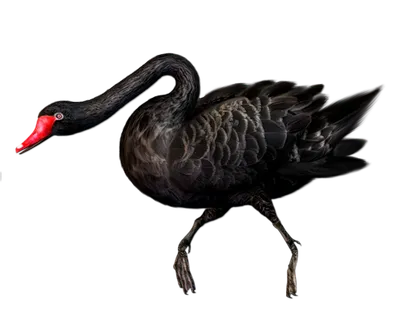 免抠png图片ps素材天鹅