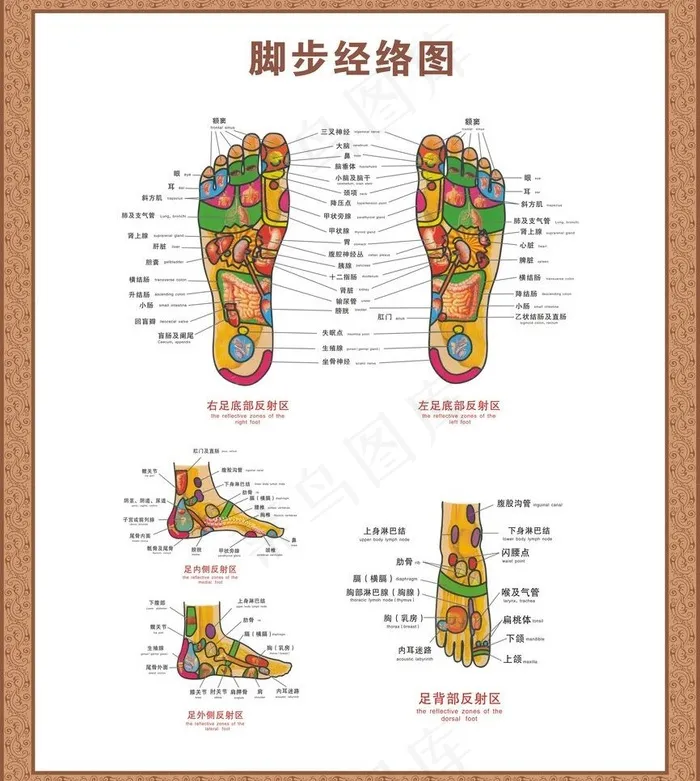 脚经络图图片cdr矢量模版下载