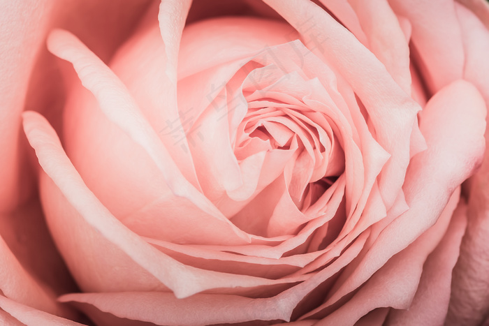 粉色玫瑰花静物设计素材