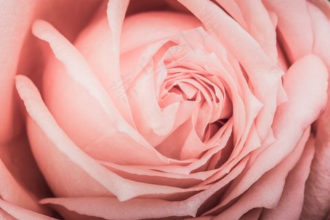 粉色玫瑰花静物设计素材