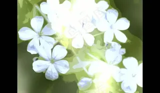 婚礼视频素材图片