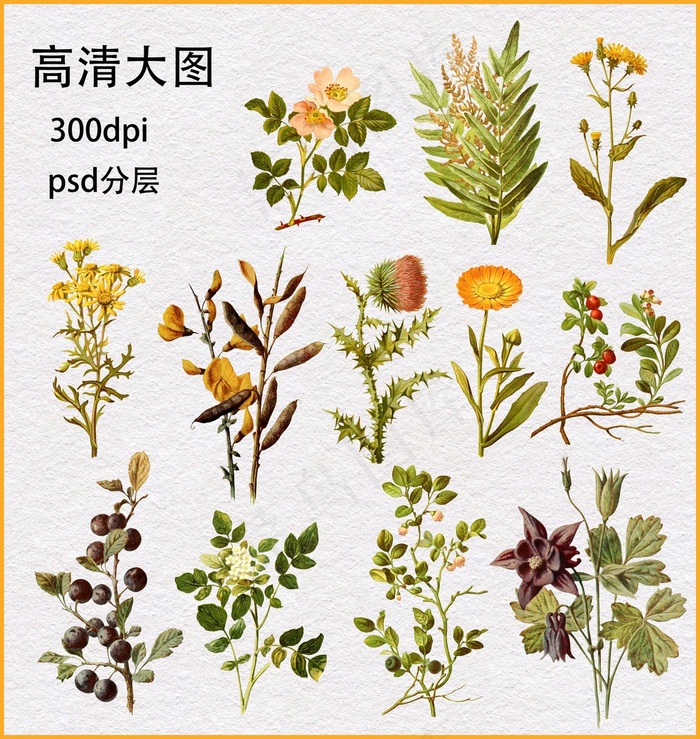 植物花卉(4477X4724(DPI:300))psd模版下载