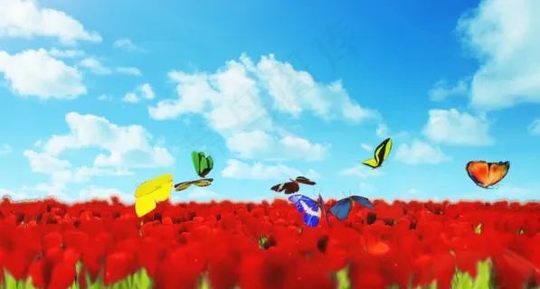 花海蝴蝶视频背景 花海蝴蝶视频背景